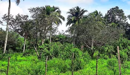 Imóvel Rural 1 ha - Turiaçu - MA