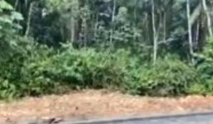 Área com 5.533 m² - Padre Martinho Stein - Timbó - SC