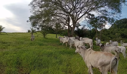Fazenda de 50 alqueires a 2 km de São sebastião de Paraiso