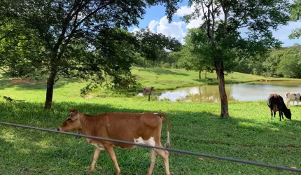 Escriturada Há 100km de Bsb Com Riacho Gados Aves Peixes Árvores Frutíferas