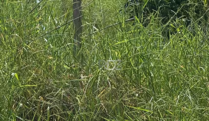 Chácara à venda, 1.250 m² por R$ 180.000,00 - Zona Rural - Londrina/PR