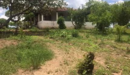 Excelente Granja 12 hec nas Margens da PE 75 em Aliança, Aceito Imóvel ou Automóvel