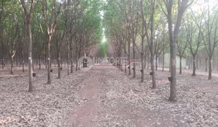 Fazenda para Venda próximo à Aporé-GO com 366 alqueires.