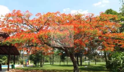 Sitio Excelente para Loteamento e Posto de Combustível