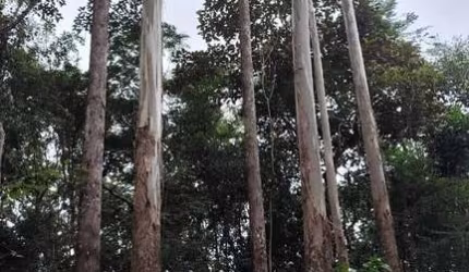 EUCALIPTO A VENDA NA REGIÃO DE  SÃO JOSÉ DOS CAMPOS-SP 