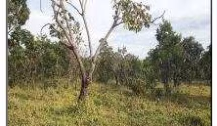 Oportunidade Única em LUZIANIA - GO | Tipo: Terreno | Negociação: Leilão  | Situação: Imóvel