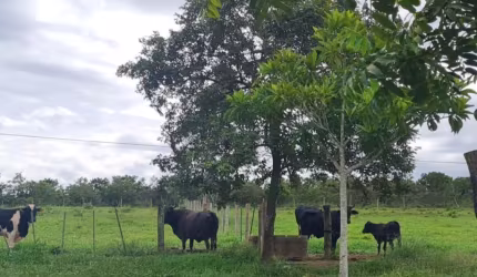 Venda de belíssima Chácara  em Campo Verde (15 km da cidade) com 14 hectares  , 2 casas , margeada pelo Rio da Casca