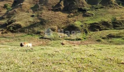 Terreno rural à venda em Angelina/SC