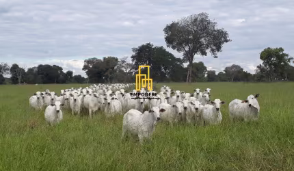 Fazenda para Venda em Araguaiana, Fazenda