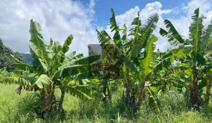 ÁREA DE 7 HECTARES COM PRODUÇÃO