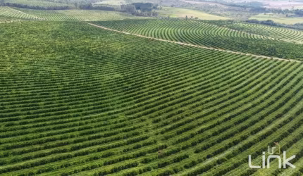 Fazenda de Citrus à Venda