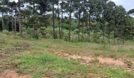 EXCENTE CHACARA COM 5.000 M2 SEM BENFEITURIAS 330.000 CAMPO LARGO DA ROSEIRA