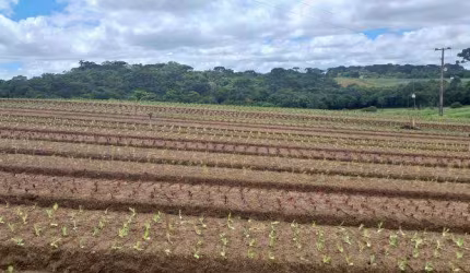 EXCELENTE CHCARA COM 7.000 M2 SEM BENFEITURIAS 695.000 COLONIA ZACARIAS