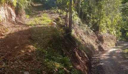 Terreno com 21000 m² para sítio em Botuvera com mais de 4 mil pés de Eucalipto