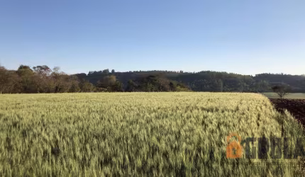 Sítio para Venda em Campo Mourão, Área Rural