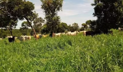Fazenda para Venda em Pedro Gomes