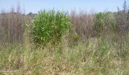 Chácara para Venda em Álvares Machado, CHACARA ESTANCIA MARTINS