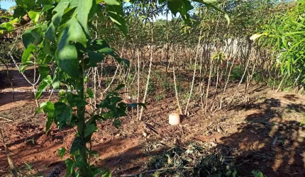 Terreno para Venda em Martinópolis, JARDIM PAULISTA