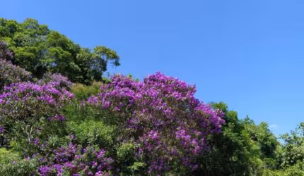 Terreno à venda no Garcia, Blumenau  por R$ 1.250.000