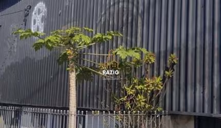Barracão / Galpão / Depósito para alugar na Avenida Deputado Emílio Carlos, 1325, Limão, São Paulo por R$ 8.000