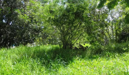 AREA Quatro Colonias Campo Bom