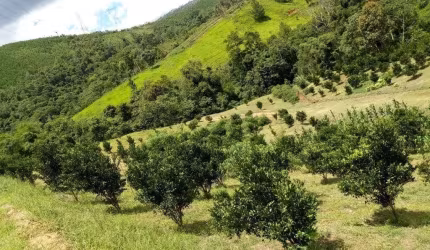Sítio / Chácara para Venda no bairro CENTRO em CERRO AZUL, 2 quartos, 5 vagas, 51700 m² de área total, 51700 m² privativos,