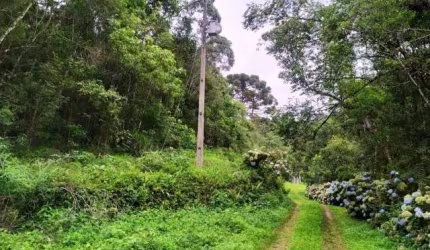 Sítio / Chácara para Venda no bairro PALMITALZINHO em QUATRO BARRAS, 20000 m² de área total, 20000 m² privativos,