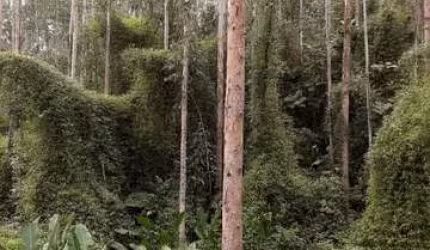 Sítio / Chácara para Venda no bairro CENTRO em CAMPINA GRANDE DO SUL, 69000 m² de área total, 69000 m² privativos,