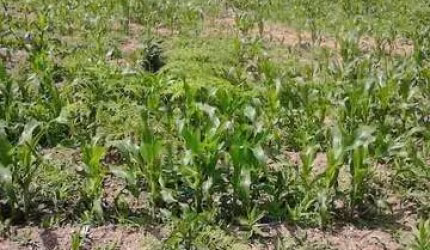 Sítio / Chácara para Venda no bairro QUITANDINHA em QUITANDINHA, 85000 m² de área total, 85000 m² privativos,