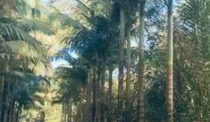Sítio / Chácara para Venda no bairro CENTRO em ANTONINA, 40000 m² de área total, 40000 m² privativos,