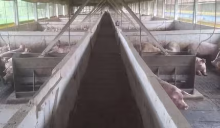 Sítio / Chácara para Venda no bairro Zona Rural em RIO DO CAMPO, 3 quartos, 3 vagas, 60000 m² de área total, 60000 m² privativos,