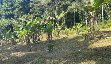 Sítio / Chácara para Venda no bairro zona rural em MORRETES , Sem Mobília, 20000 m² privativos,