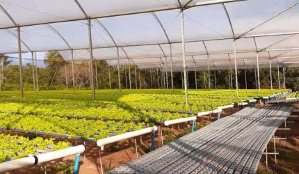 Chácara com 2 dormitórios à venda, 52000 m² por R$ 3.000.000,00 - Vila Guadiana - Mandaguaçu/PR