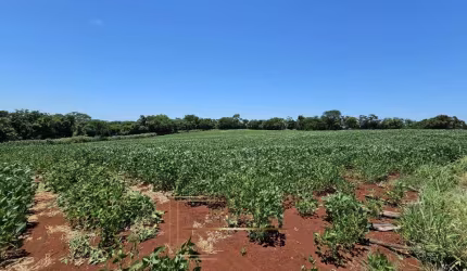 Fazenda Gado