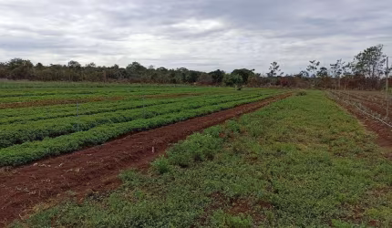 Sitio com 8 hectares a venda em Santo Antônio da Fartura