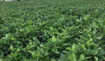 Fazenda  soja com 1.300 hectares Formados