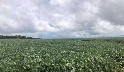 Fazenda  soja em  Sorriso MT
