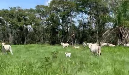 Fazenda com 700 hectares a 42 km de Cuiabá