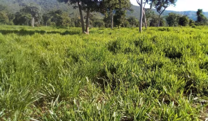 Fazenda com 1540 hectares em Mirassol D´ Oeste - MT