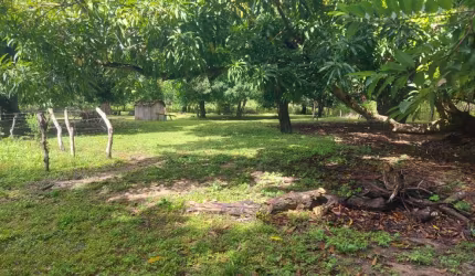Fazenda 340 alqueire em Paranã 27 mil alqueire