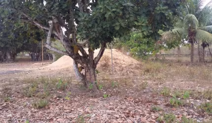 Granja em Macaíba