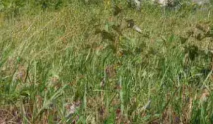 Terreno com 200m² em Cajupiranga  - OPORTUNIDADE
