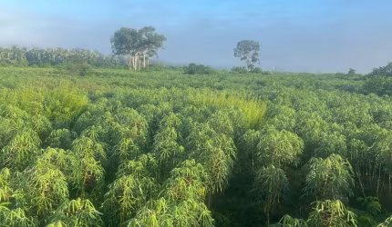 Fazenda a 30  Km de Cuiabá-MT