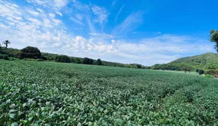 Fazenda jandaia Fazenda à Venda, 200 por R$ 2.350.000 AD10017