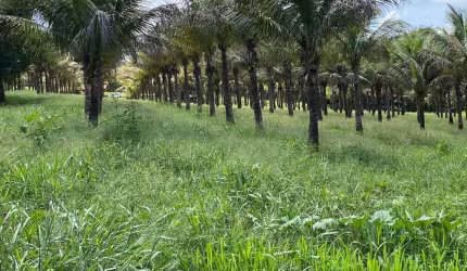 CHÁCARA EM BONFINÓPOLIS Chácara à Venda, 96800 por R$ 1.250.000 TA14587