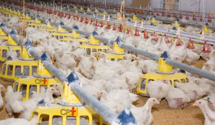 Frigorifico de Aves em Pernambuco/Funcionando