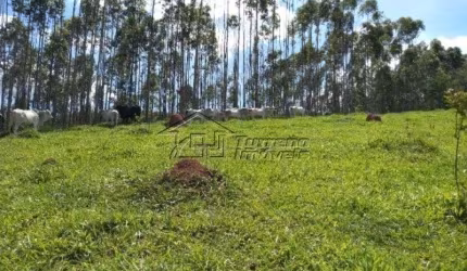 Sítio com plantação de eucaliptos em Jacareí - SP