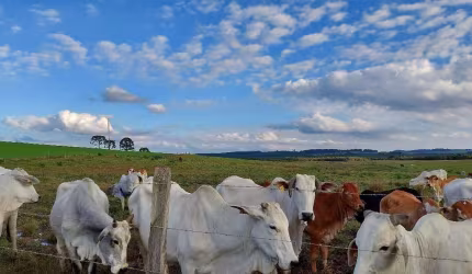 Lapa, Fazenda 157,30 Hectares ou 65 Alqueires, plantando 45 alqueires, DUPLA APTIDÃO, à venda, PR