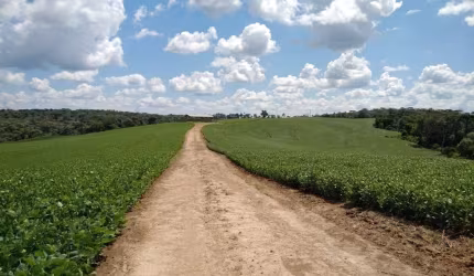 Lapa, Fazenda 42 alqueires ou 101,64 hectares,. Um talhão, Plantando 30 alqueires, à venda, Zona Ru
