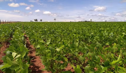 Fazenda Mato Grosso do Sul, com área total 3.454 ha, planta 1.200 ha, à venda, Zona Rural, Sonora,